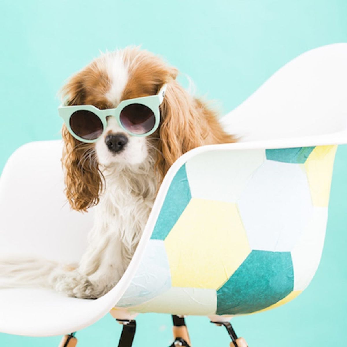 7 Expert Tips for Bringing Fido in on Take Your Dog to Work Day
