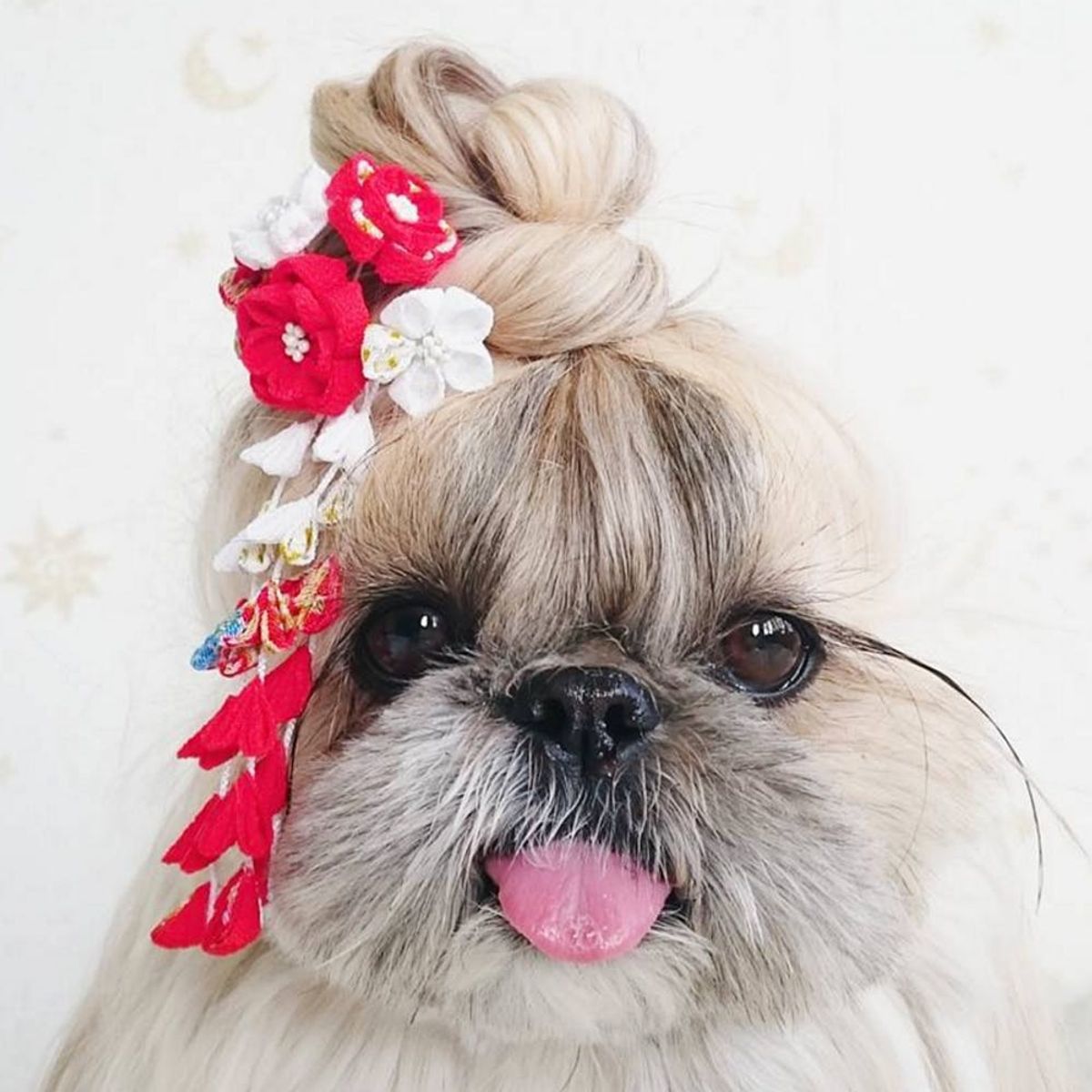 Kuma the Instagram Dog Is About to Become Your New Hair Muse