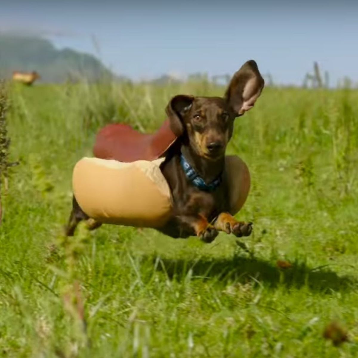 This Heinz Super Bowl Ad Is the Cute Dog Commercial You’ve Been Waiting For