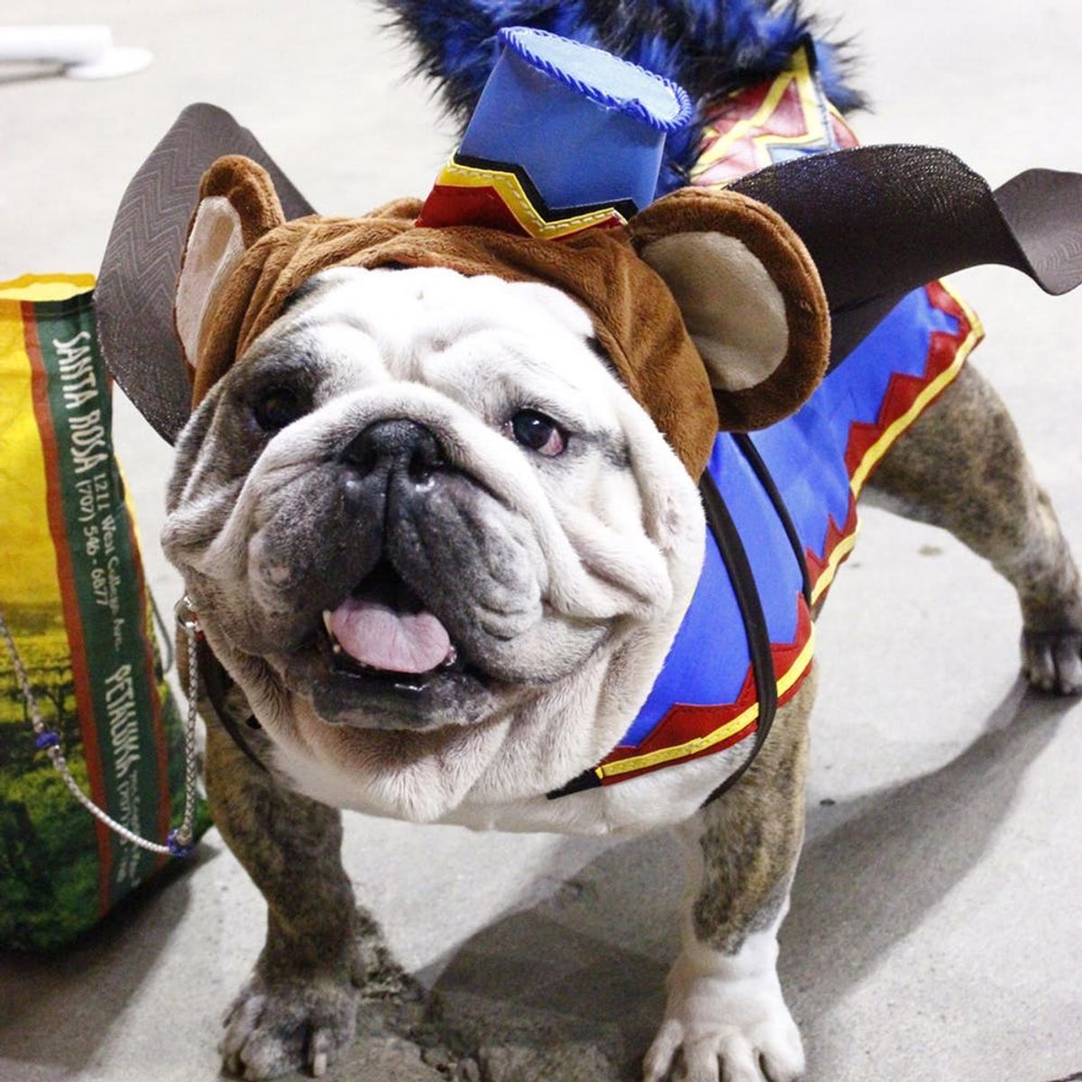 The 9 Cutest Dog Costumes We Spotted at the San Francisco Dog Show