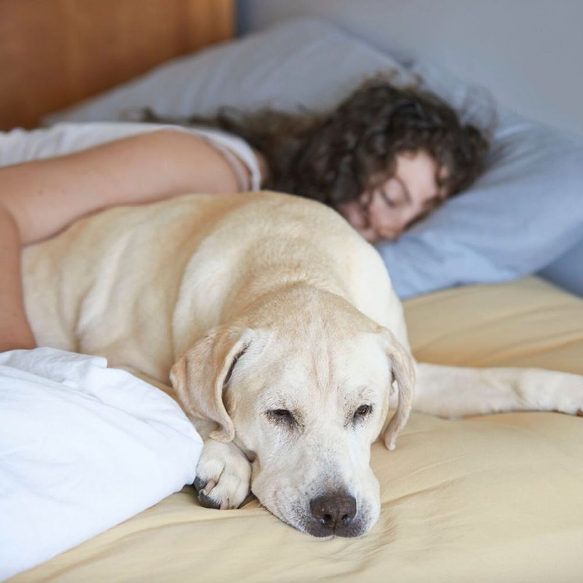 This Study Shows Just How Your Pet Is Affecting Your Sleep Habits