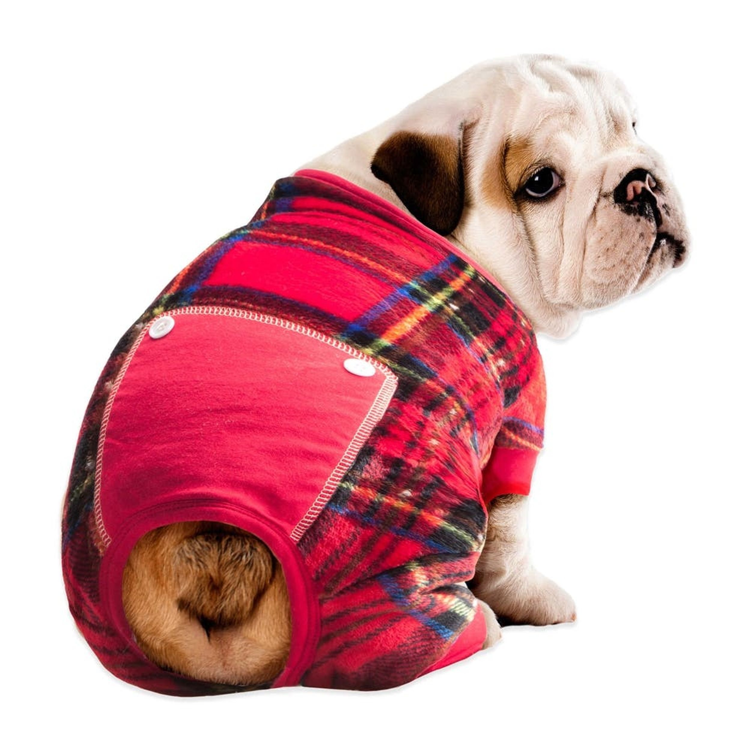 15 Winter Must-Haves for Dogs