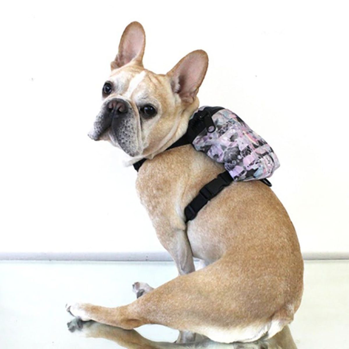 This Kickstarter Turns Your Dog into a Tiny Hipster