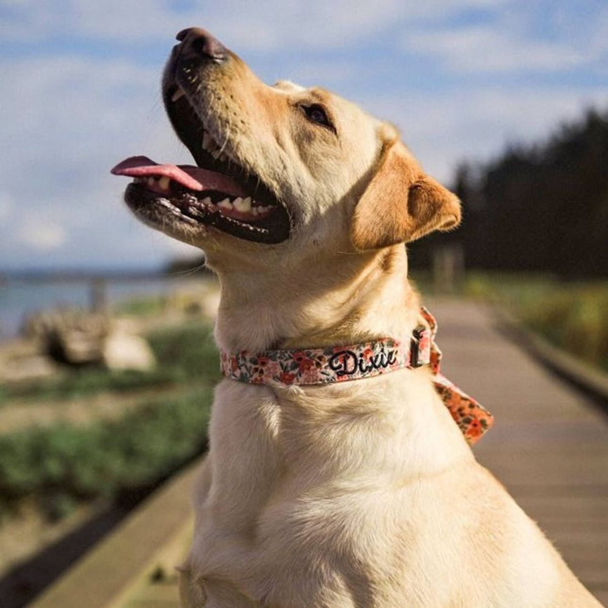 43 Holiday Dog Gifts to Spoil Woman’s BFF