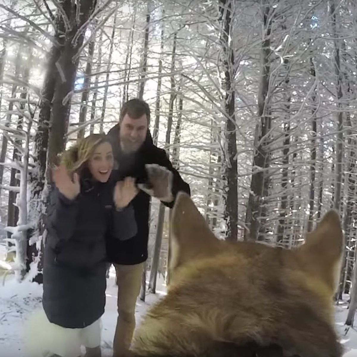 See What Happened When a Couple’s Dog Was Their Wedding Videographer
