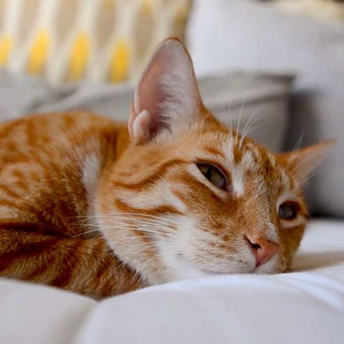 The Latest Hot Album to Drop Will Relax Your Cat