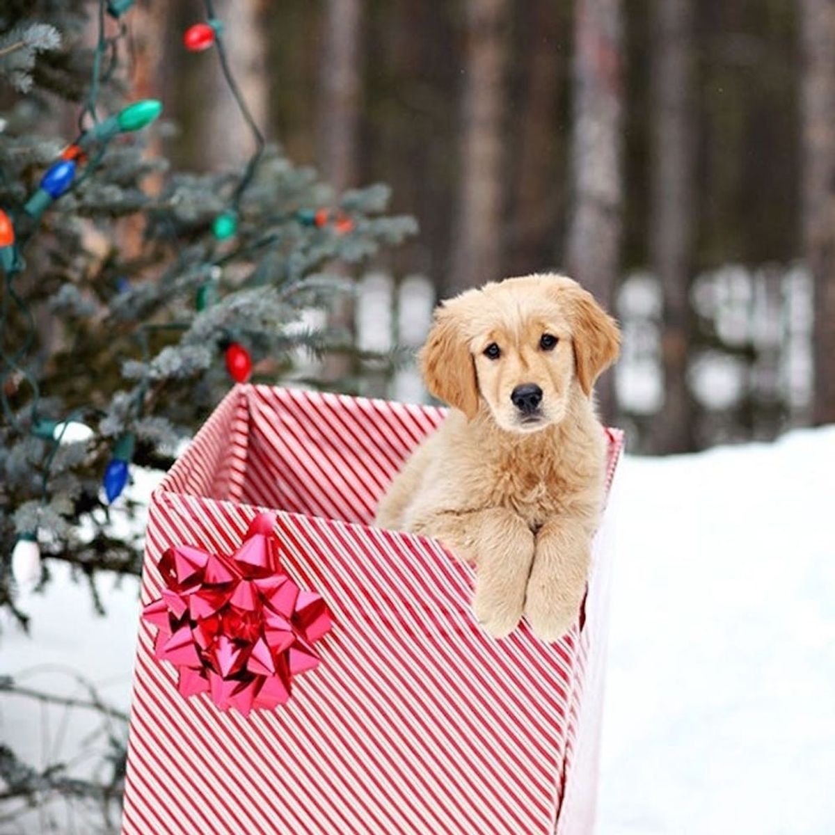 19 Christmas Cards Ideas for Your Pets