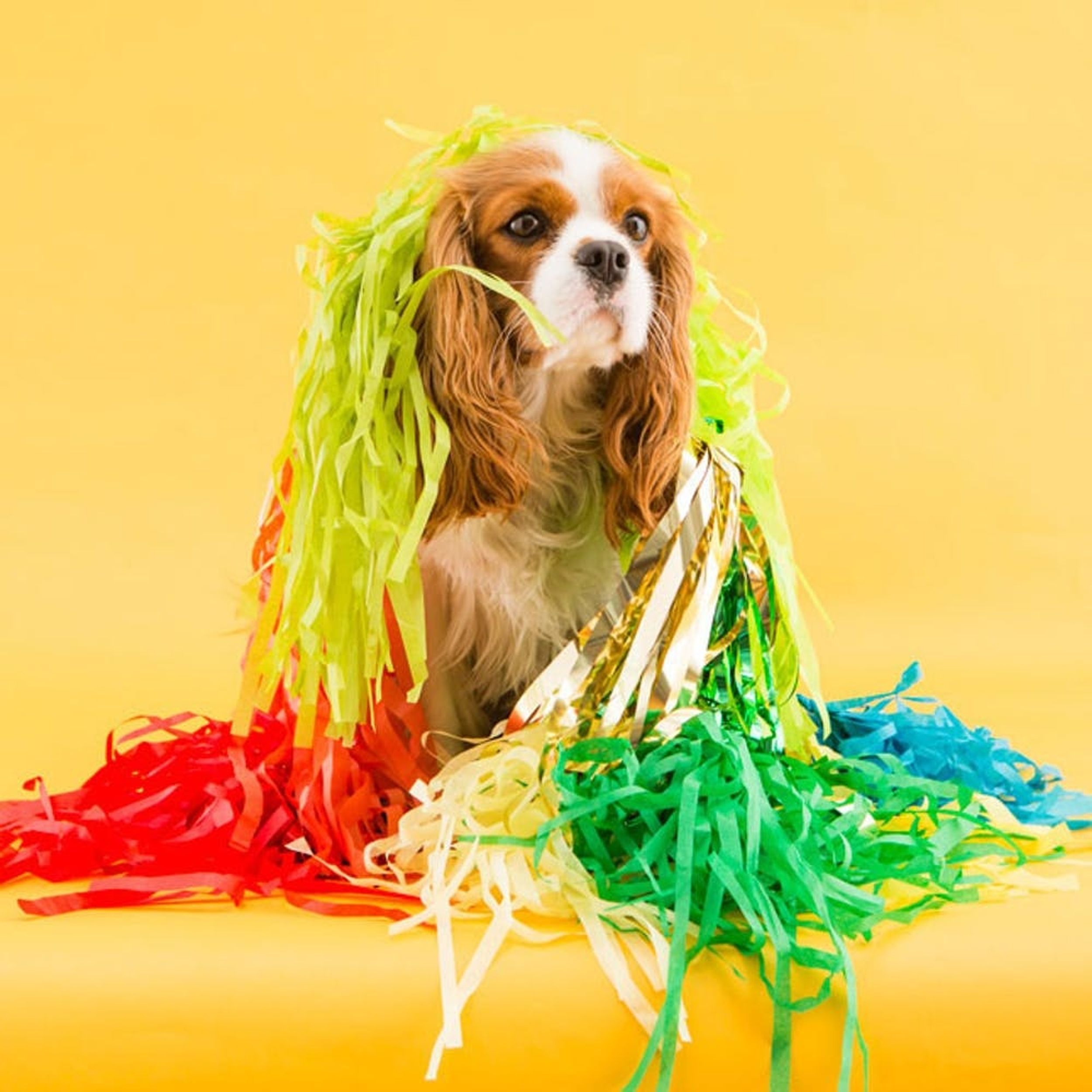 How to Host a Halloween Party… for Dogs