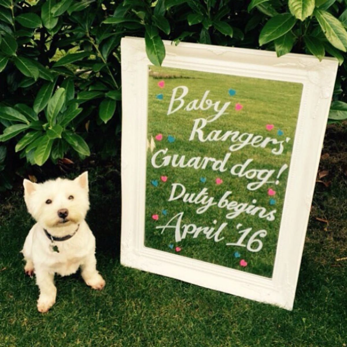 13 Creative Pregnancy Announcements With Your Pets
