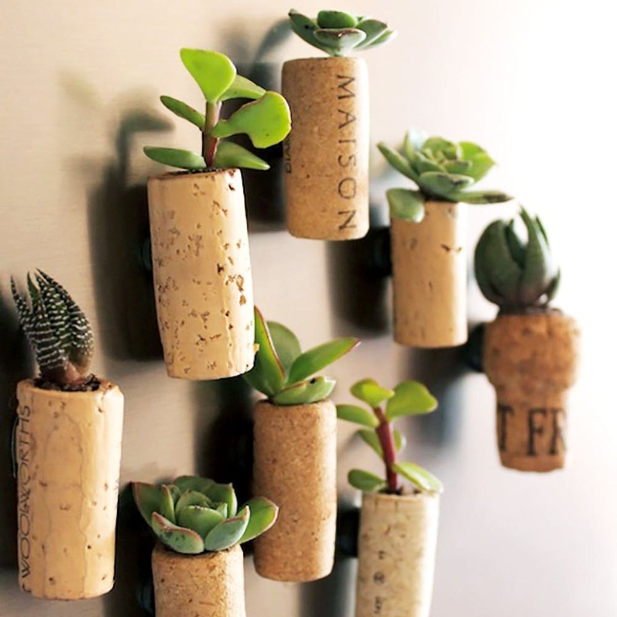 11 Unique Ways to Use Succulents in Your Home
