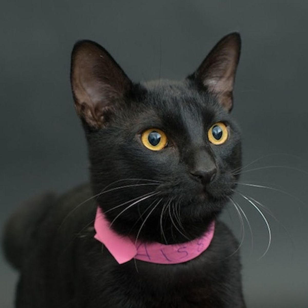 This Adorable Photo Series Wants to Change the Way You See Black Cats