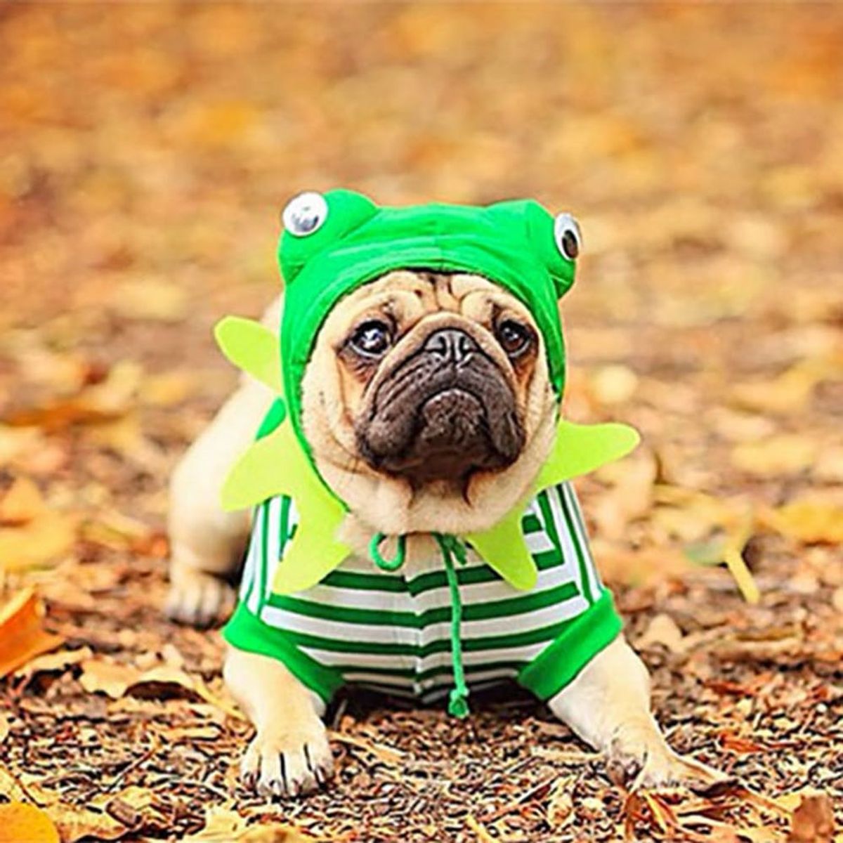 62 of the Best Halloween Dog Costumes