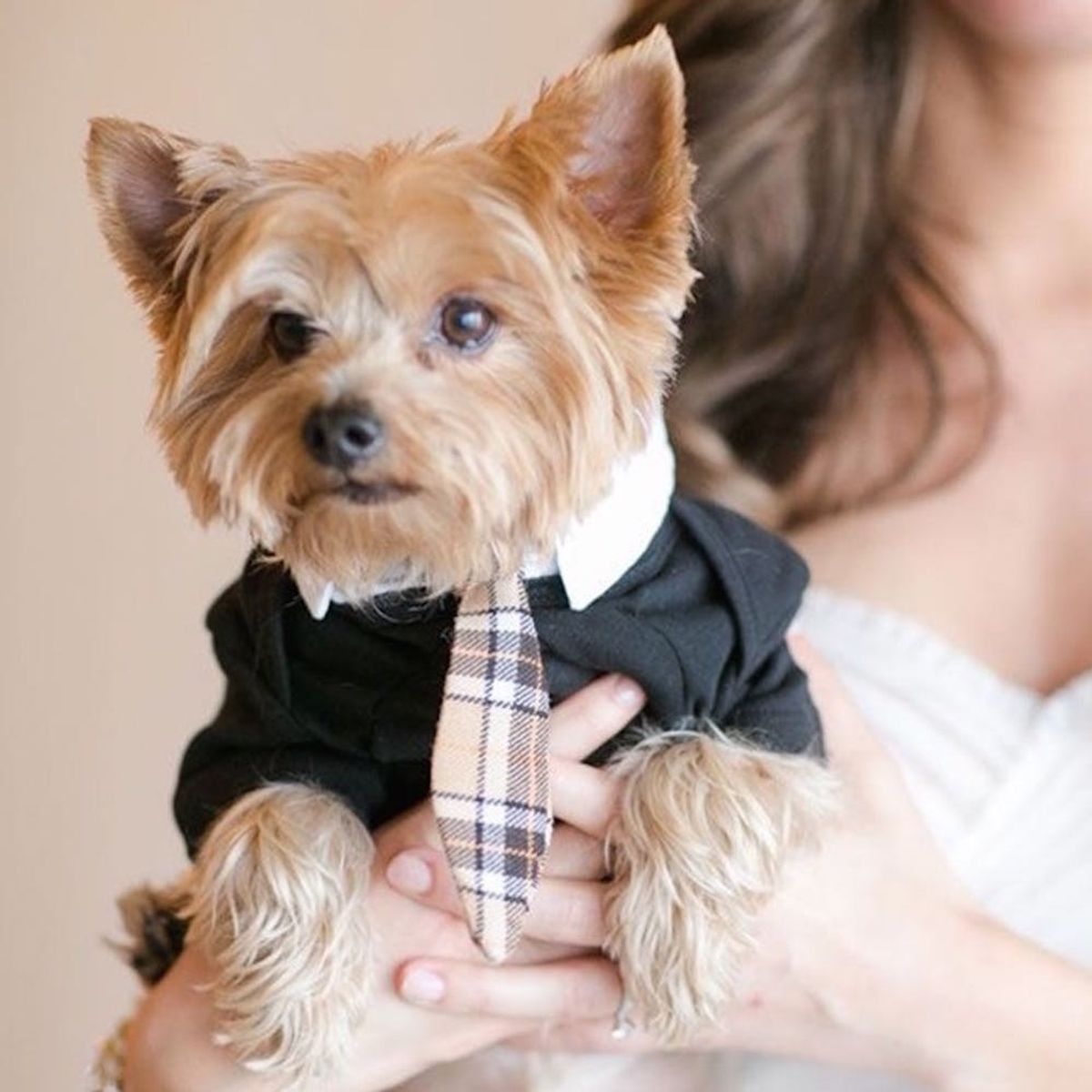 17 Creative Ways to Make Your Pet a Part of Your Wedding