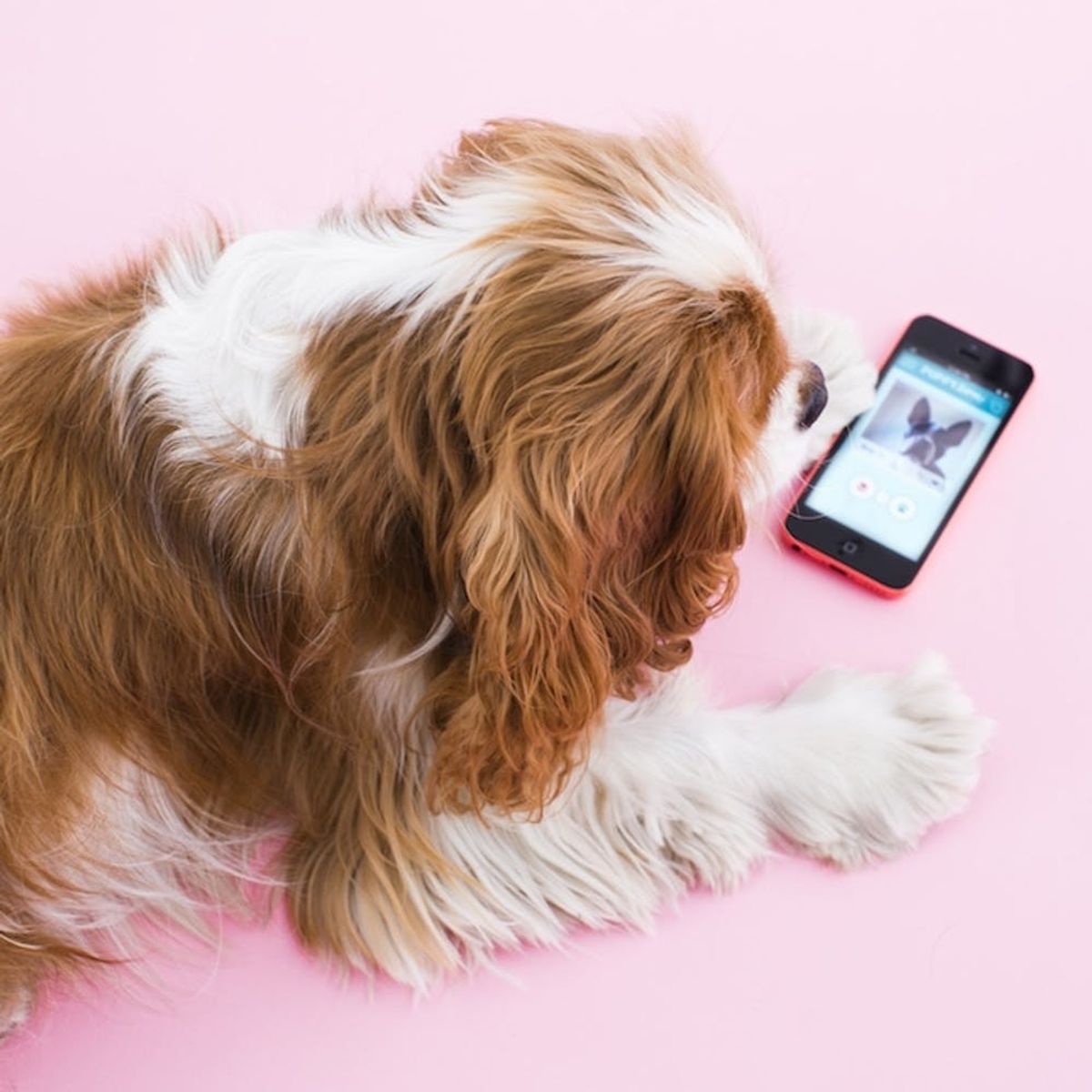 Pet Owners: This App Gives You 24/7 Vet Access on Your Phone