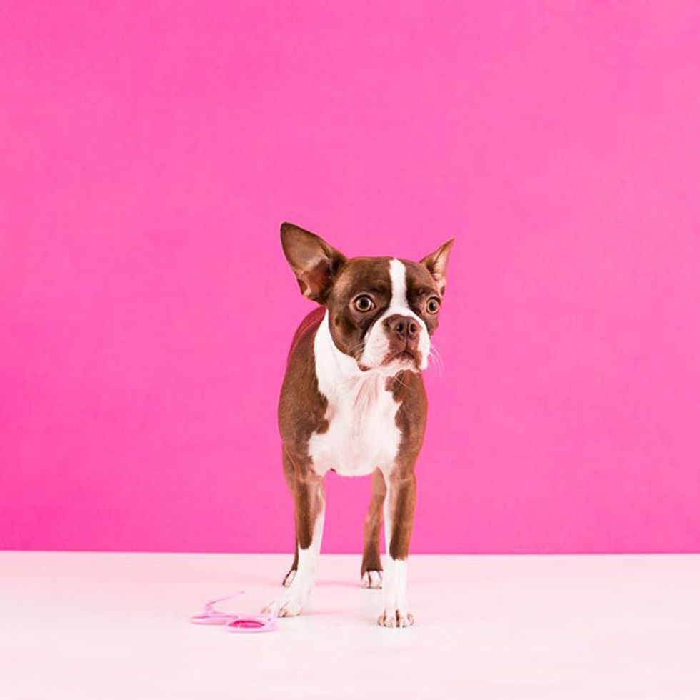 The 20 Most Popular Male + Female Dog Names - Brit + Co