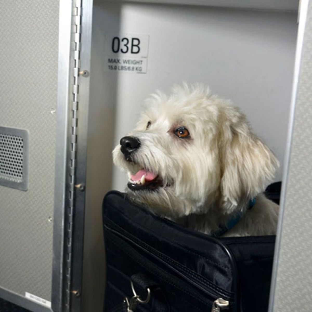 Your Pet Can Now Travel Better Than You on This Airline