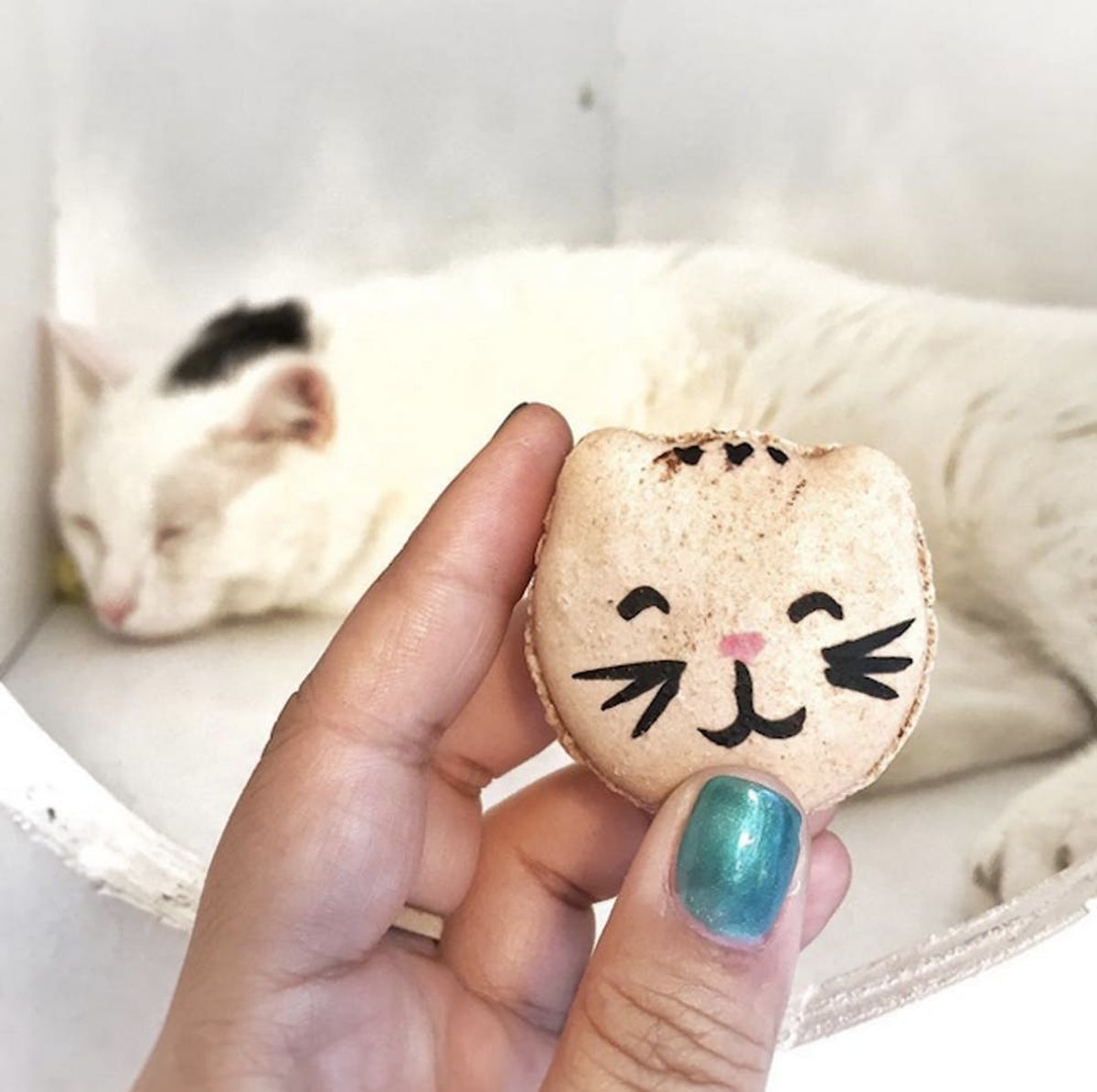 A Cat Yoga Studio Exists AND Serves Cookies