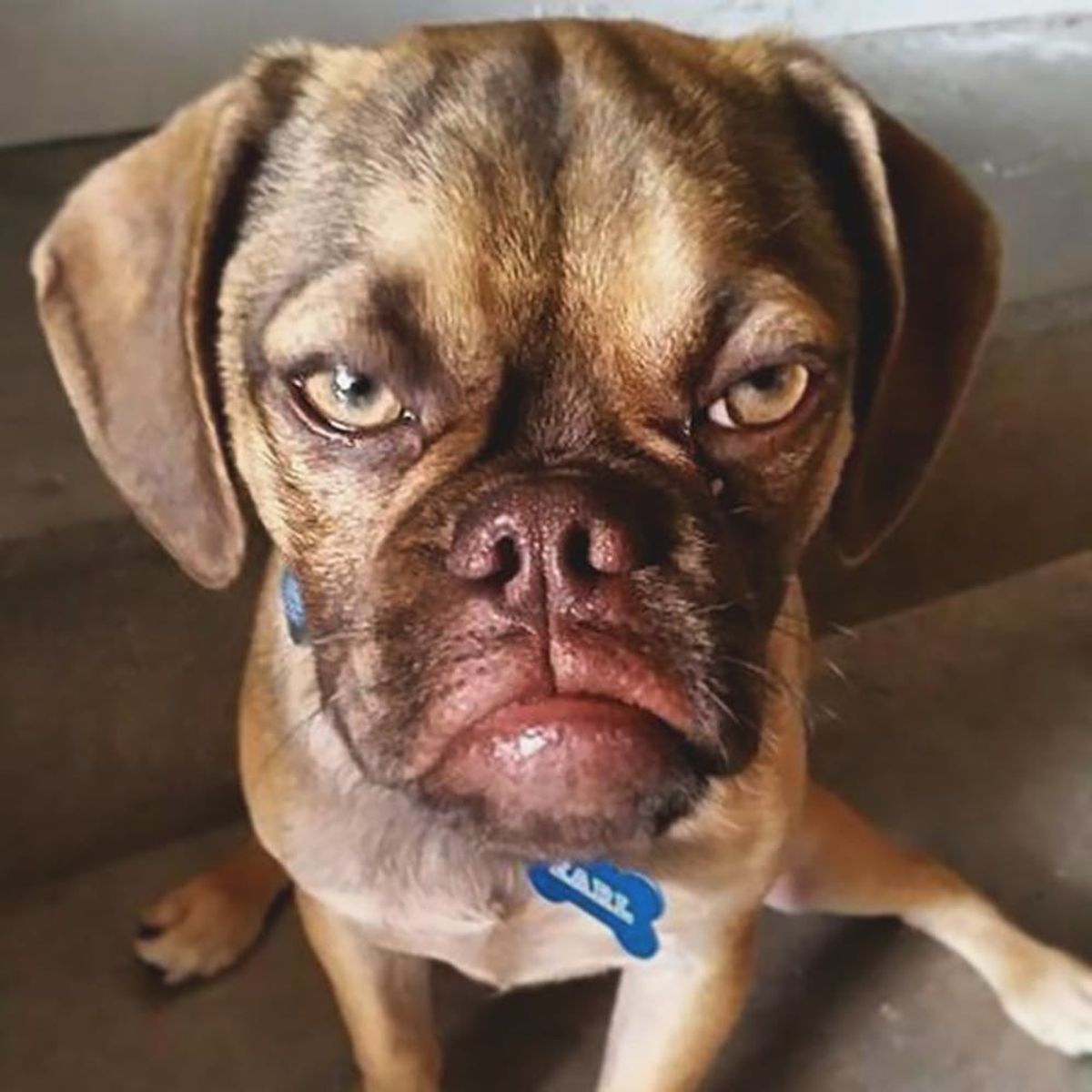 11 Mutts of Instagram to Up the “Aww” Factor in Your Feed