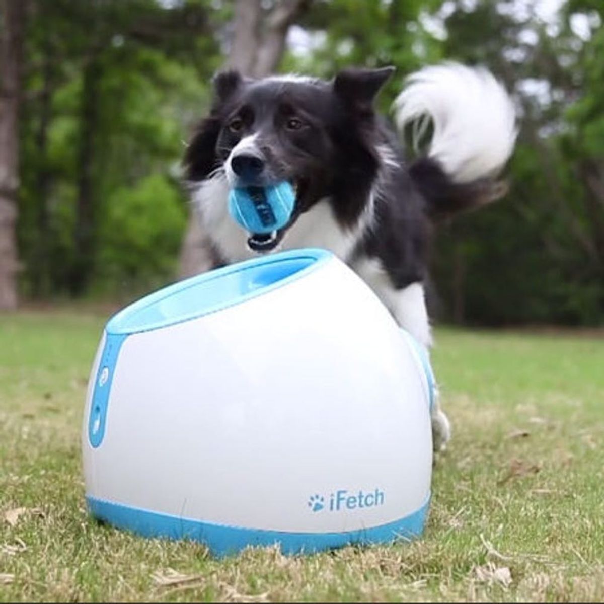 This Toy Plays Fetch With Your Dog When You’re Not at Home