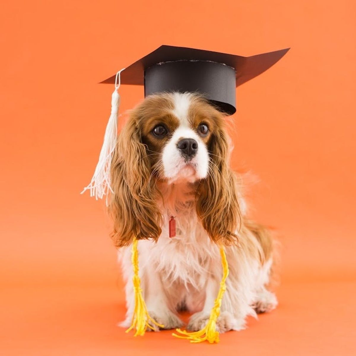 18 YouTube Videos That Will Teach Your Old Dog New Tricks