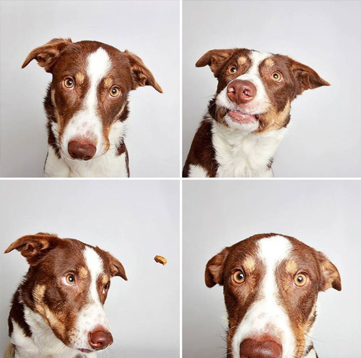 This Crazy Adorable Puppy Photo Booth Is Getting Dogs Adopted