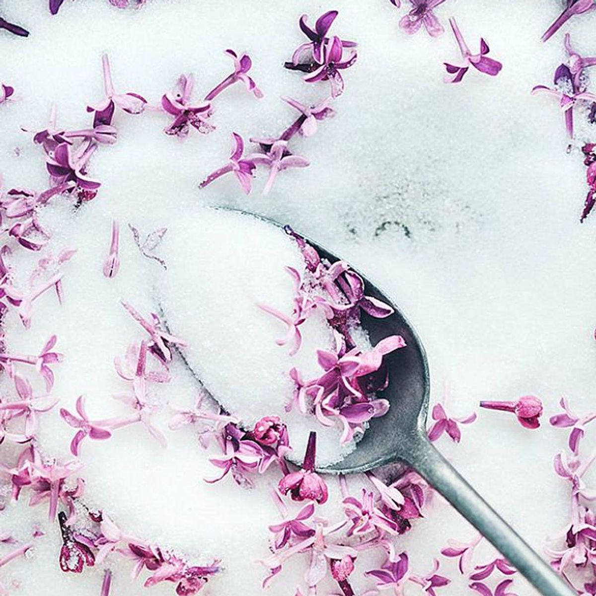 9 Reasons You Should Start Eating Lilacs… Yes, Lilacs