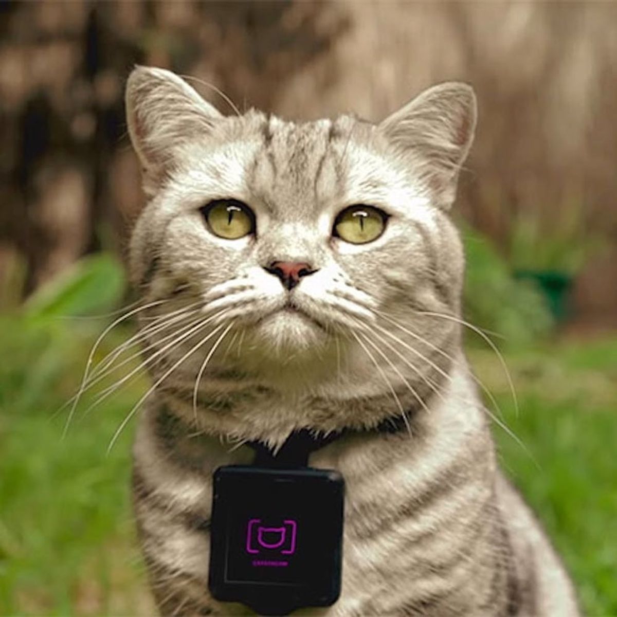 This Is How to Turn Your Cat into an Instagram Star