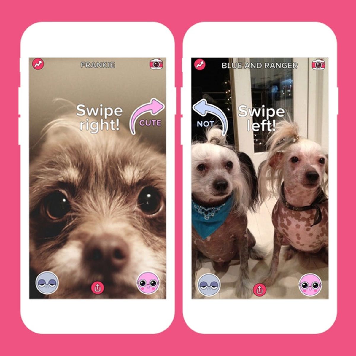 5 Best Apps of the Week: An App for Looking at Cute Pets All Day + More!