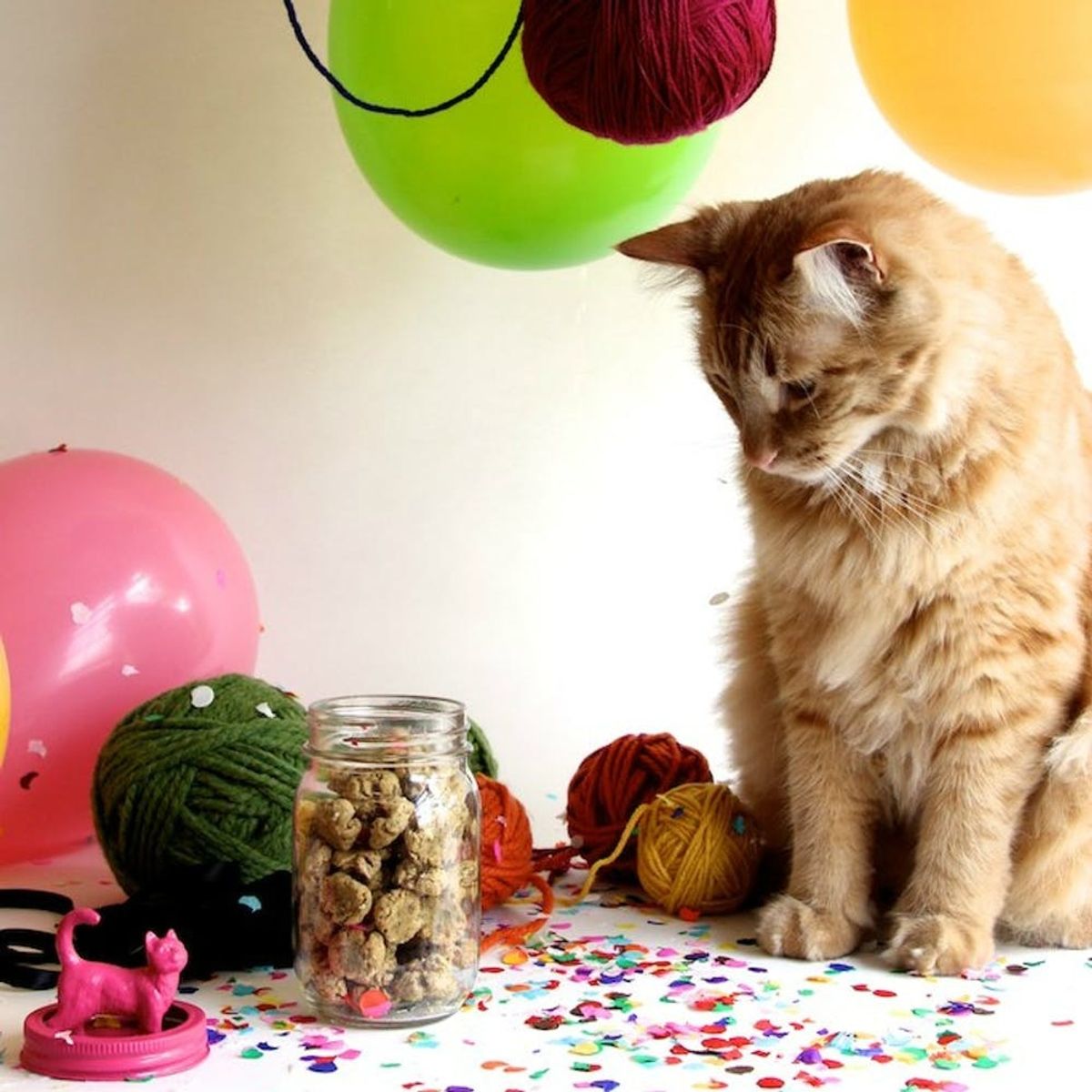 12 Homemade Cat Treats and Toys Your Kitten Will Love