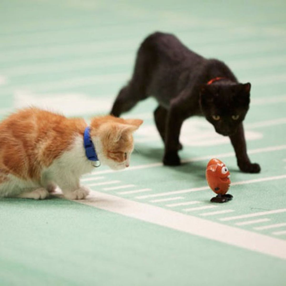 The Kitten Bowl = A Purr-fect Lineup of All-Star Cat-letes