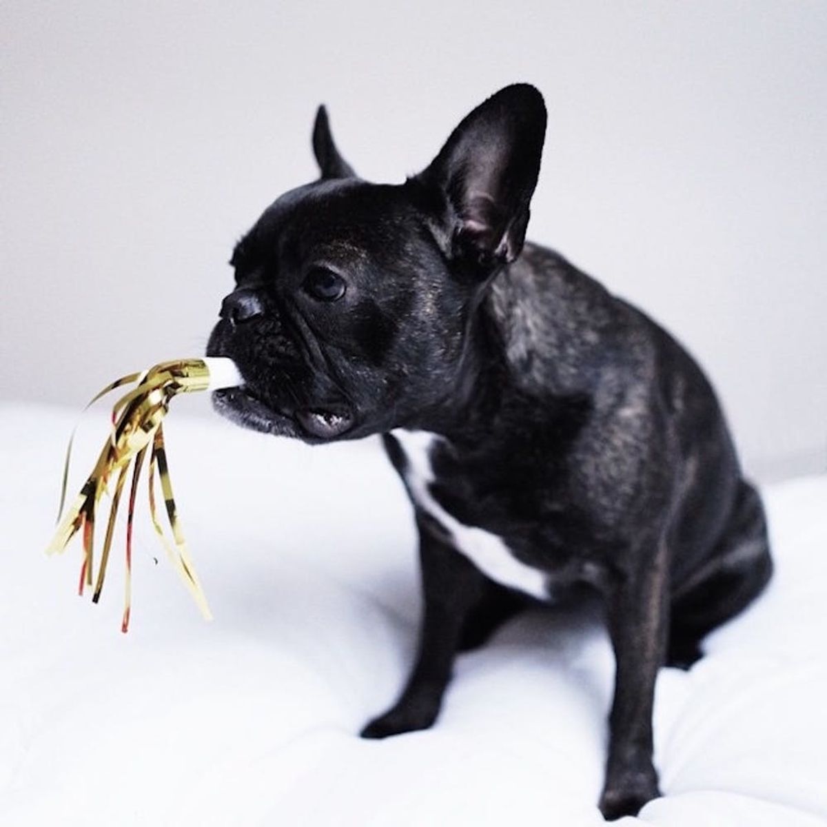 10 Need-to-Follow Frenchies and Boston Terriers