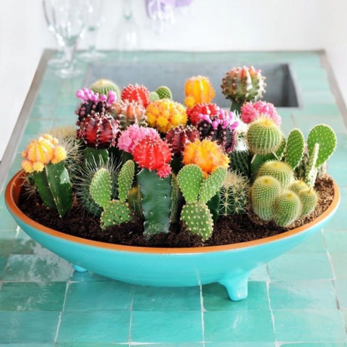 15 Ways to Show Off Your Plants