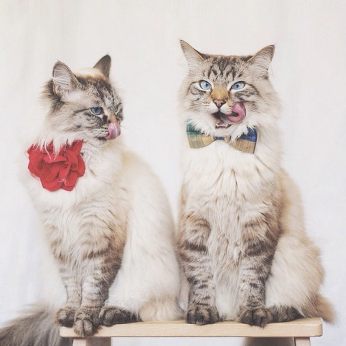 21 Instagram Cats We Want to Cuddle Right Meow