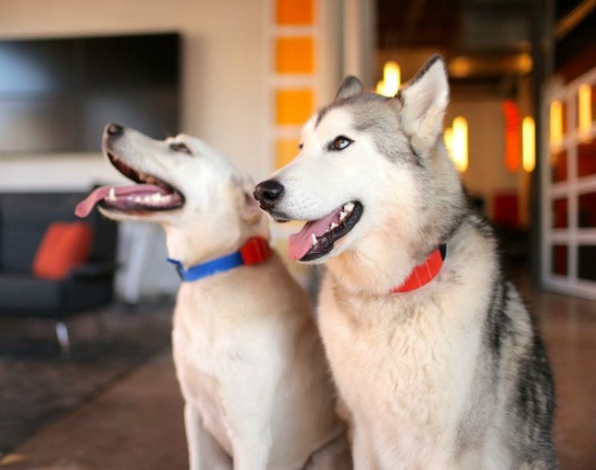 This Super Smart Dog Collar Changes How We Interact With Our Pets