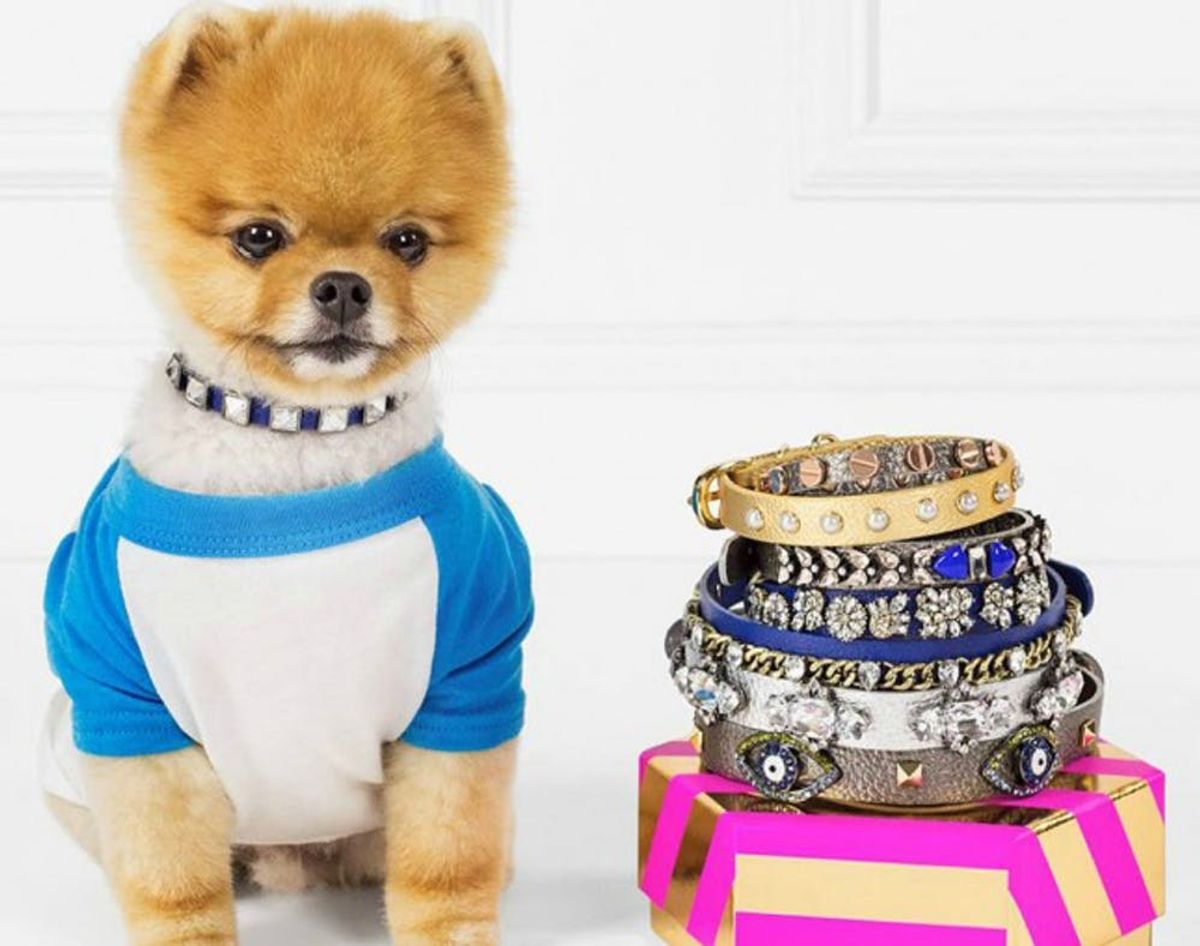 These Instagram Star-Approved Pet Collars Bring on the BLING