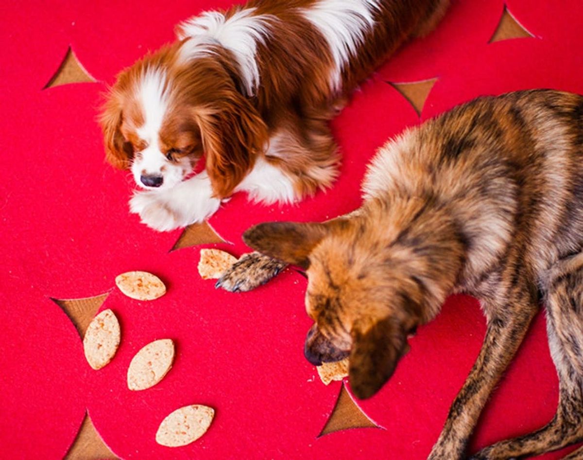 13 DIY Dog Treats for Your Furriest Thanksgiving Guests