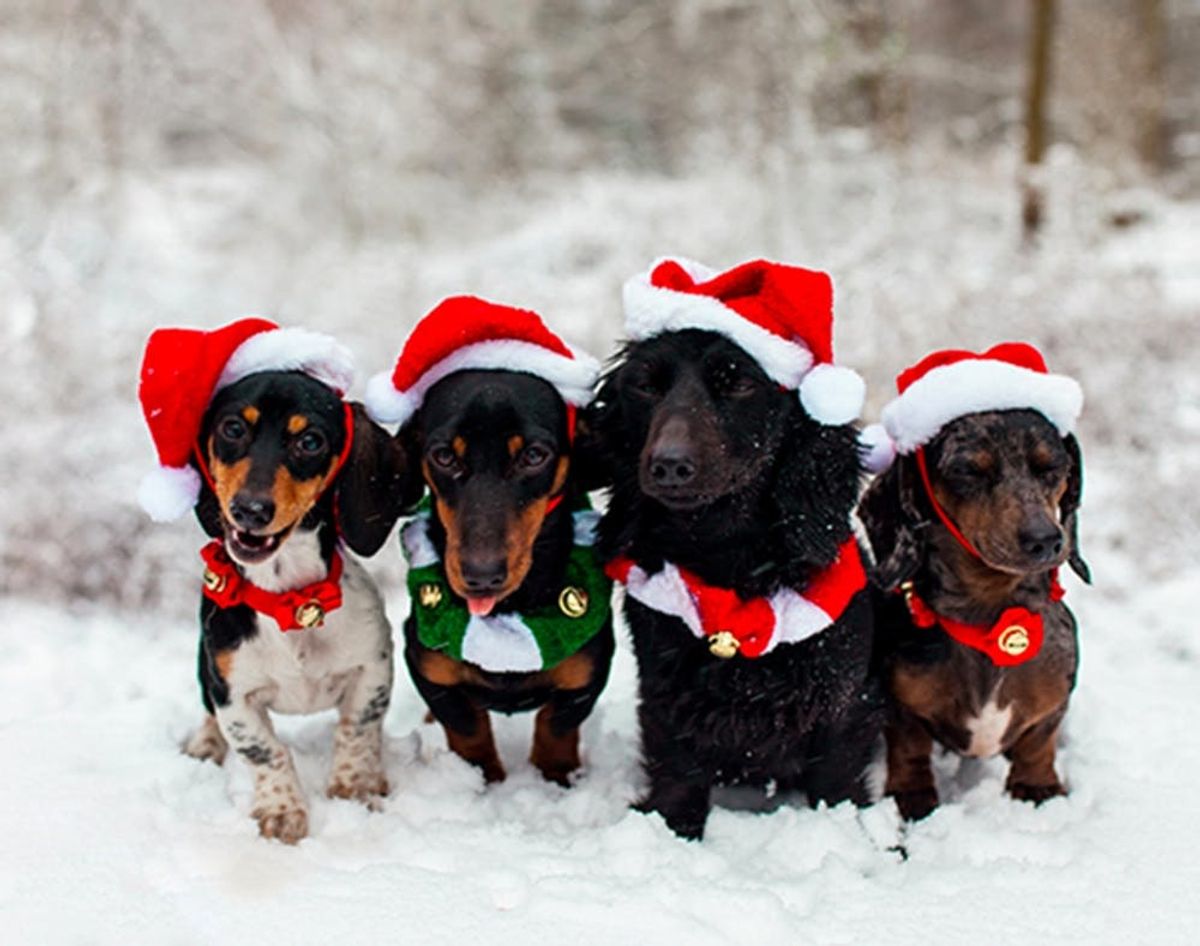 16 Creative Ideas for Putting Pets in Your Holiday Photos