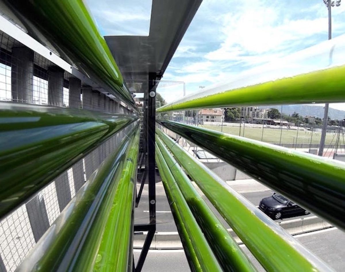These Algae Farms Could Help Clean Up Air Pollution