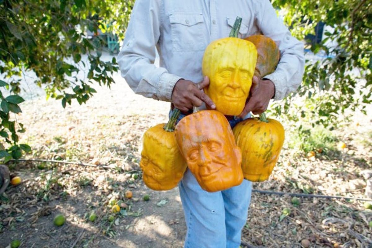 WTF? These Pumpkins Grow Into Jack-o’-Lanterns!
