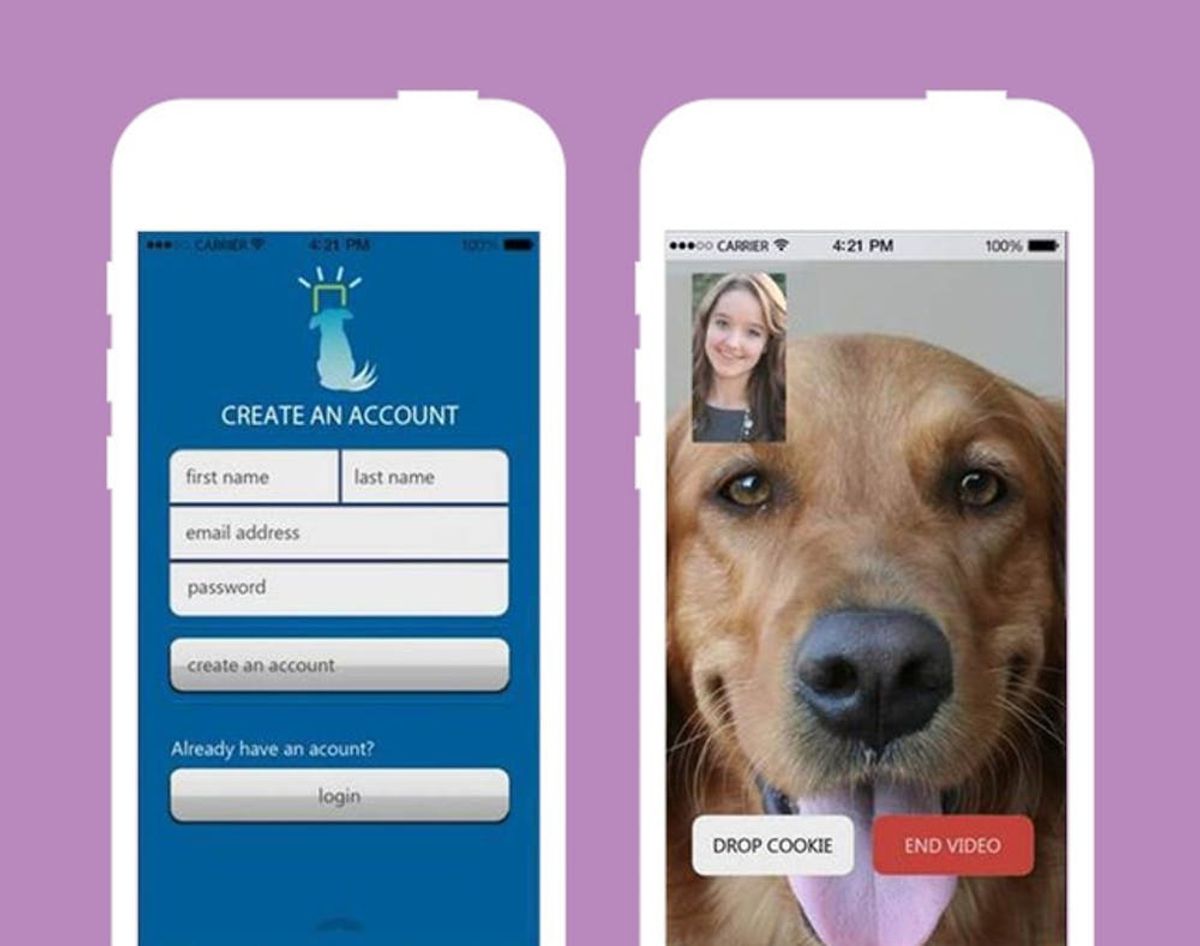 Bow WOW! iCPooch Lets You Facetime With Fido