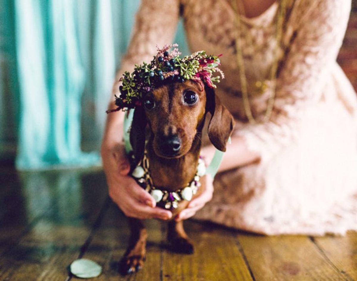 This Is What a Dog Wedding Looks Like