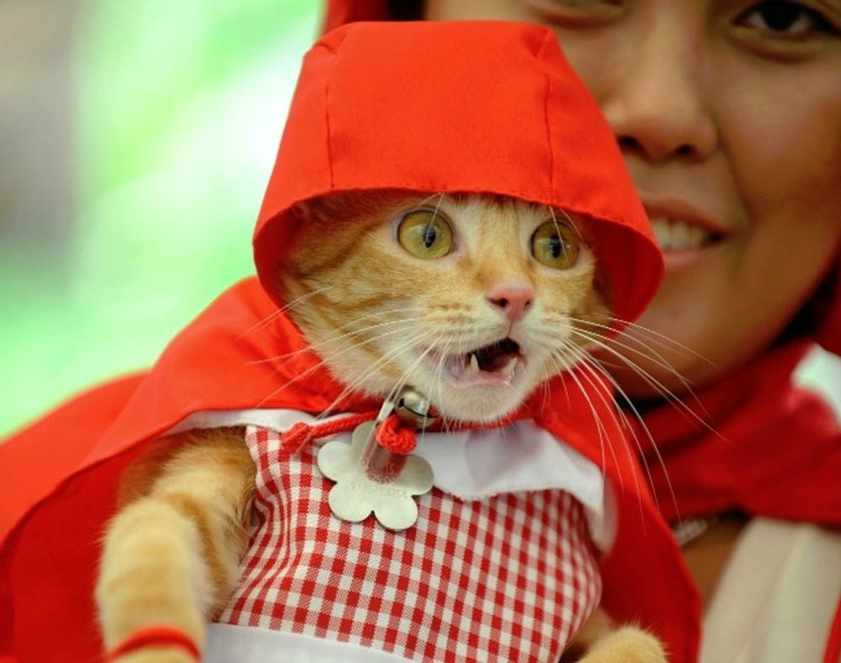 Meowsers! A Dozen Halloween Costumes for Your Favorite Feline