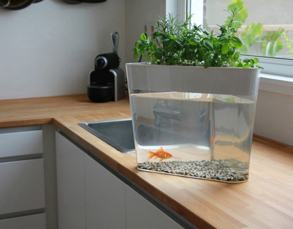 OMG: Your Goldfish Can Grow a Garden