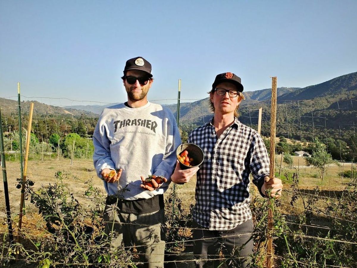 These Two Bros Are Making Olive Oil for You in SF