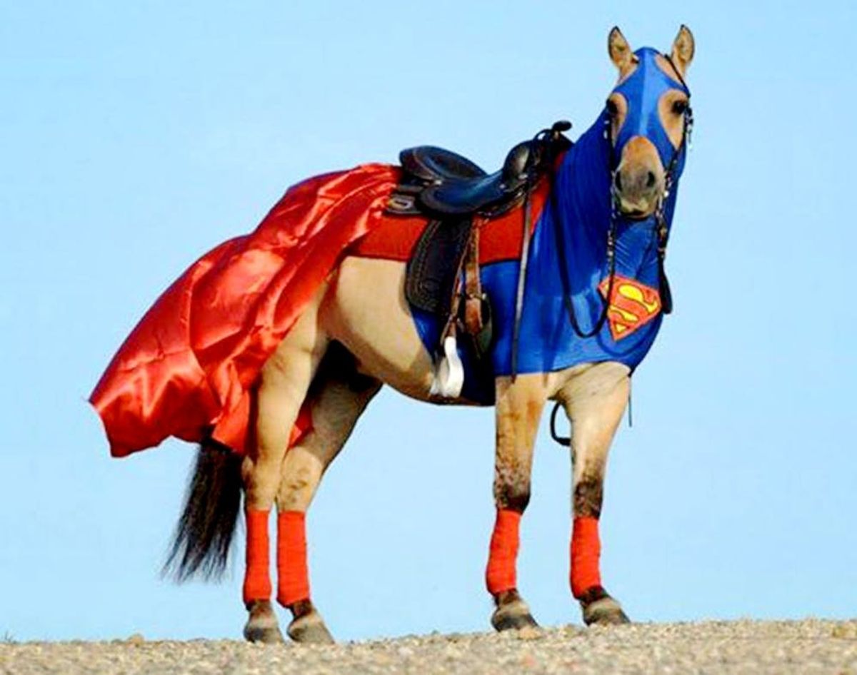 WTF?! 12 Horses With Better Costumes Than You