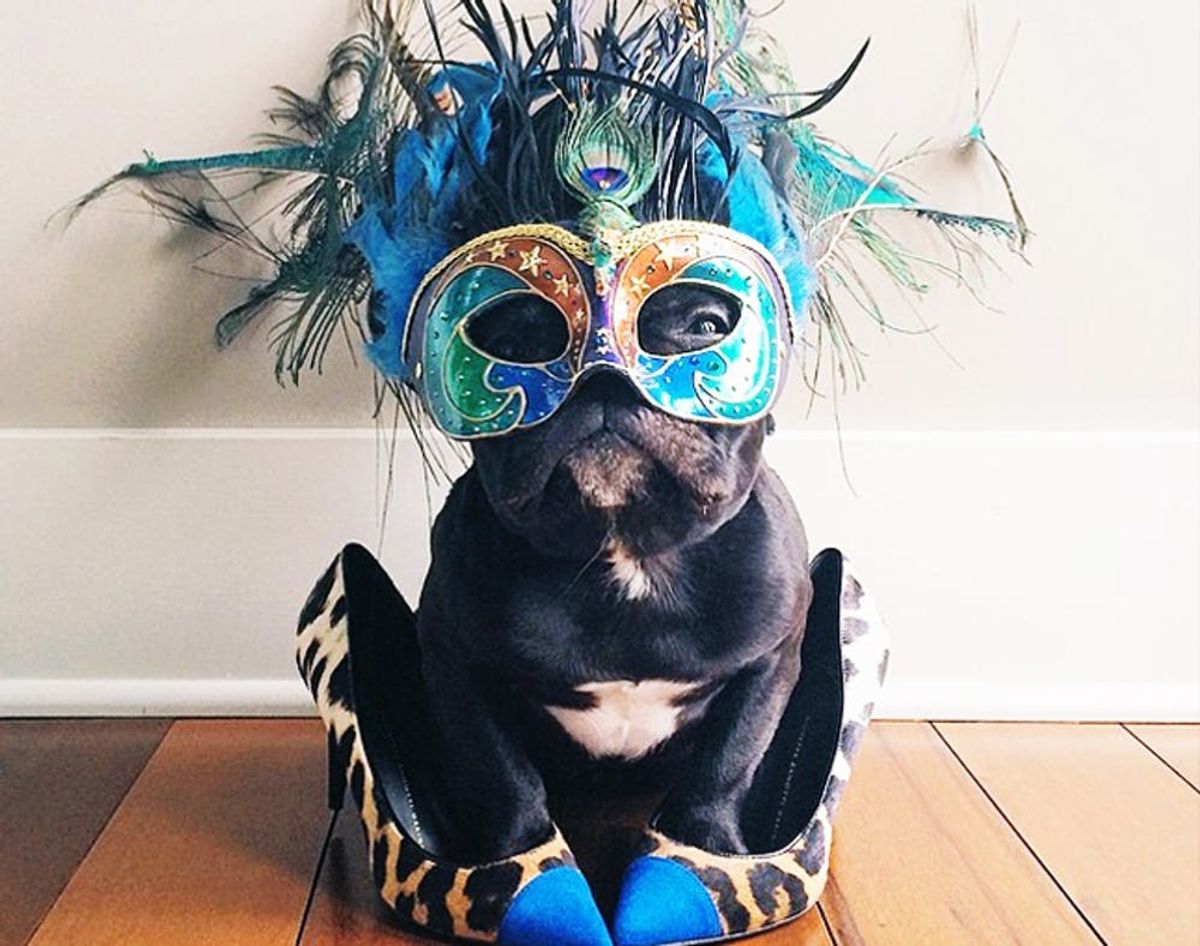 The 11 Most Stylish Dogs on Instagram