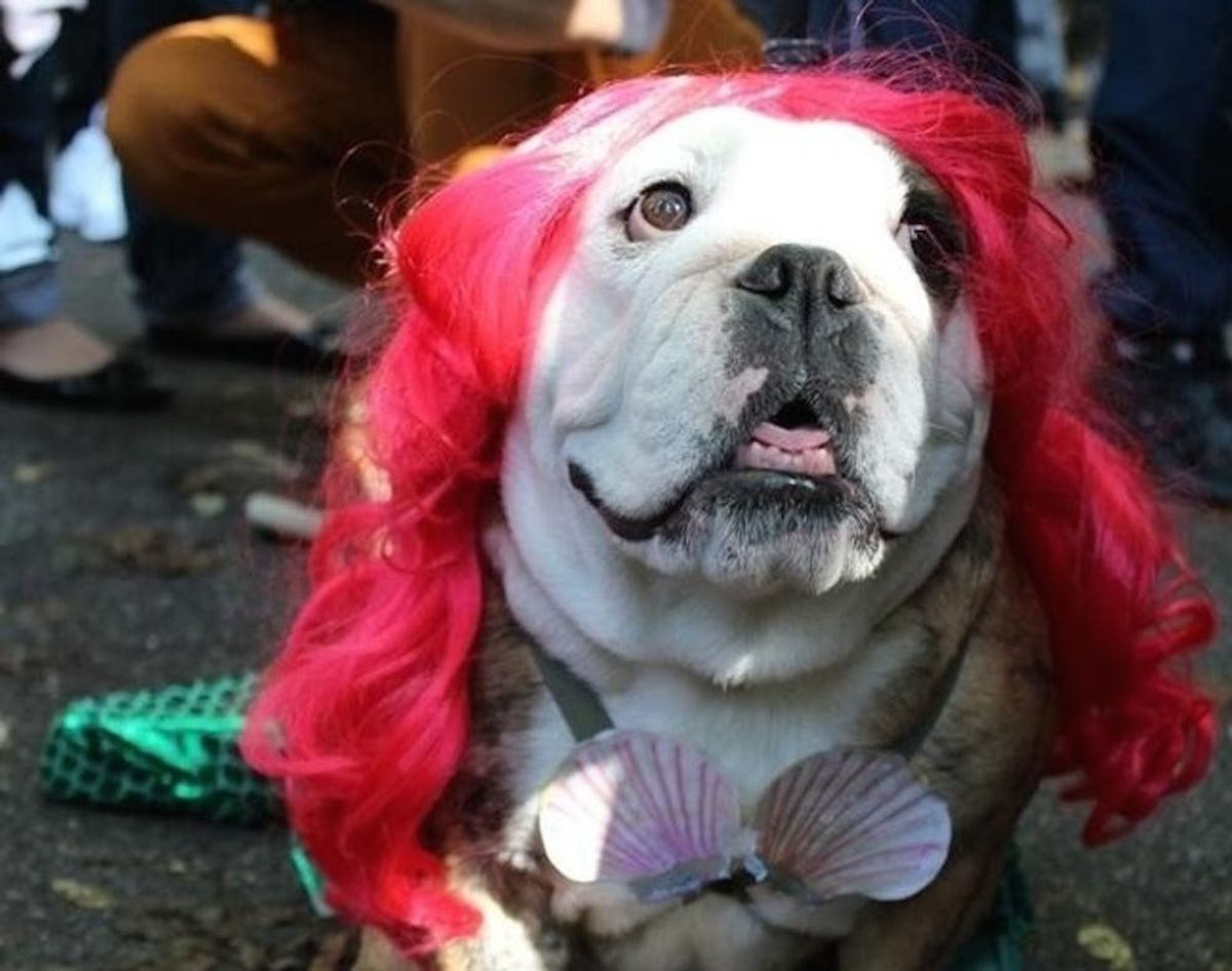 12 Under the Sea Costumes for Your Pup