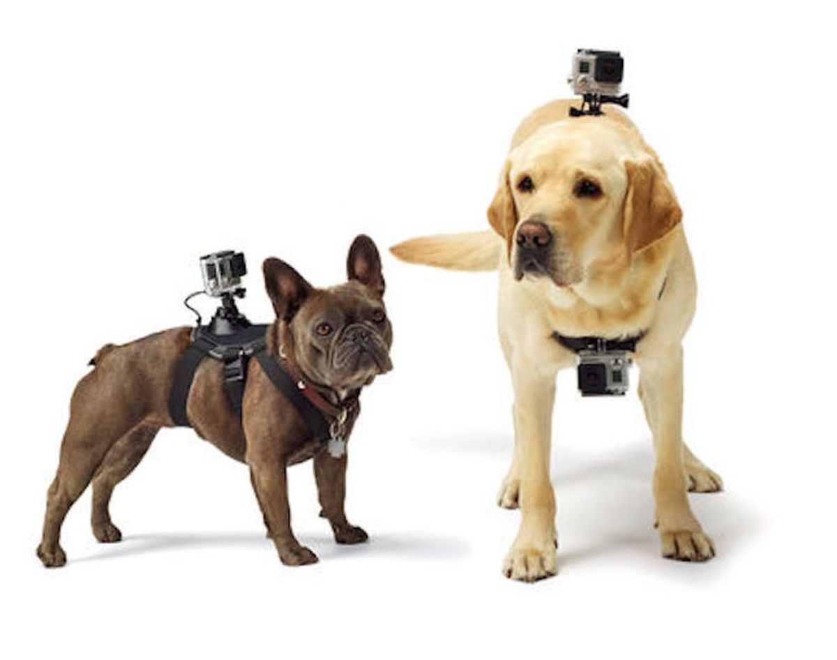 Turn Your Pooch Into a Photog With GoPro’s New Gadget
