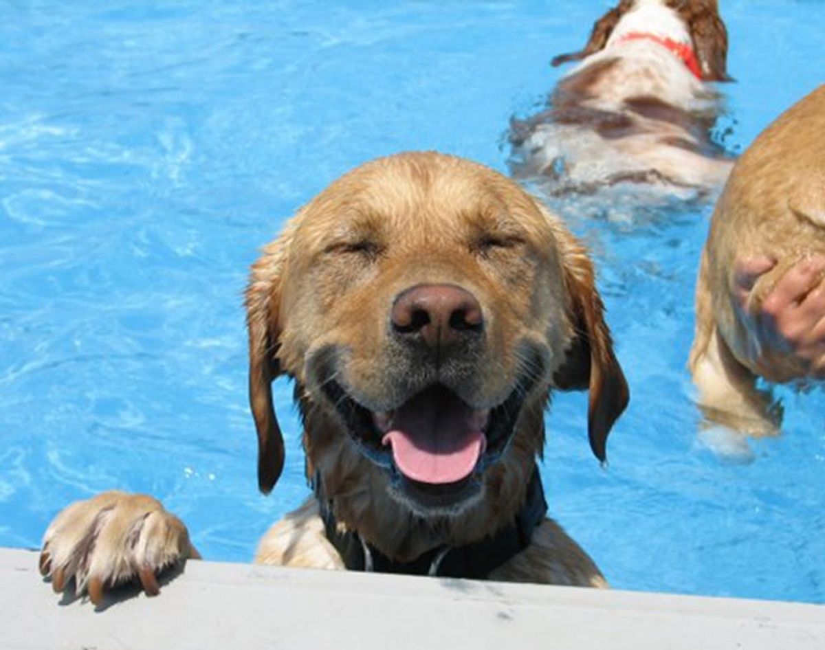 This Happened: An Adorable Puppy Pool Party