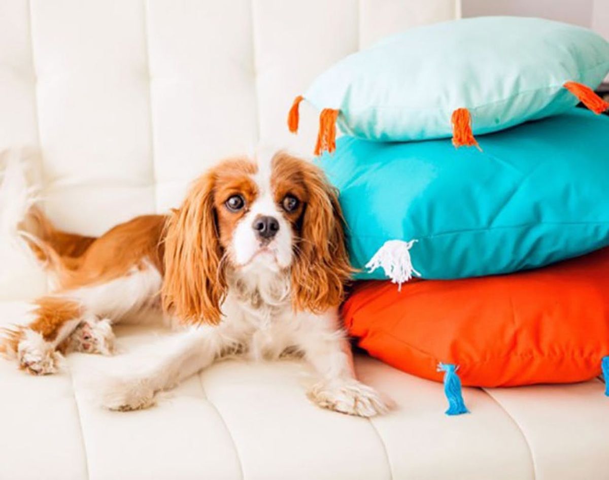 This Hotline Gives You Access to Dog Whisperers